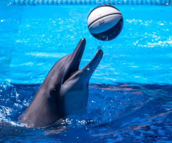 Dolphin Show